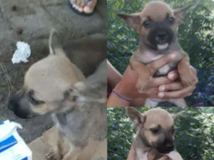 Cachorro raça Sem Raça Definida  idade Abaixo de 2 meses nome Steve, Alexander e m
