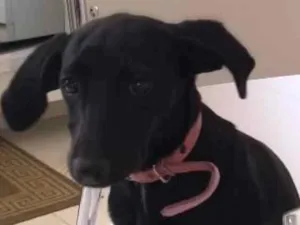 Cachorro raça Dachshund idade 2 a 6 meses nome Panqueca
