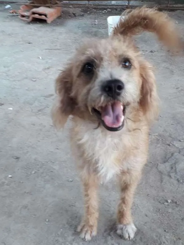 Cachorro raça Poodle idade 1 ano nome Bob