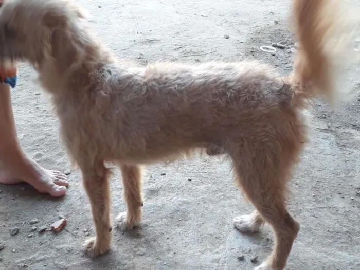 Cachorro raça Poodle idade 1 ano nome Bob