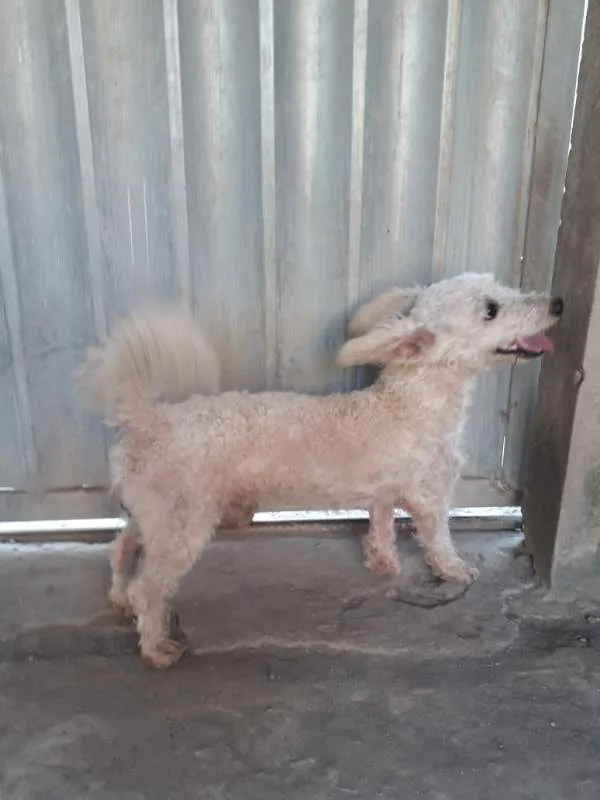 Cachorro raça Poodle idade 1 ano nome Billy