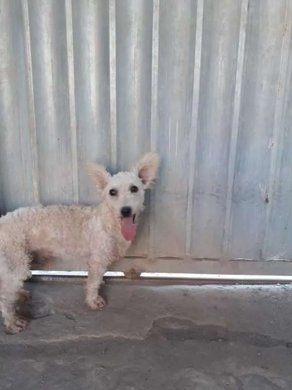 Cachorro raça Poodle idade 1 ano nome Billy