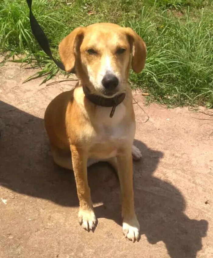 Cachorro ra a  idade 7 a 11 meses nome Mel