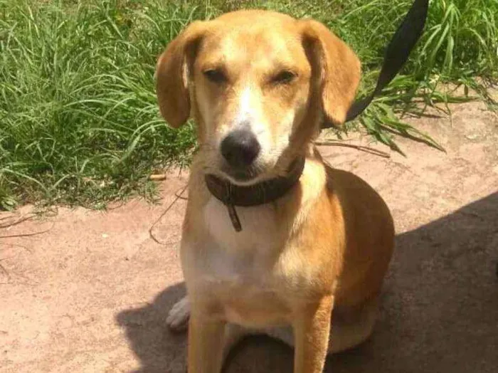 Cachorro ra a  idade 7 a 11 meses nome Mel