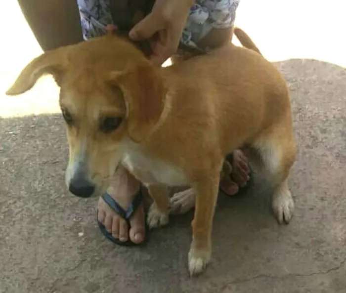 Cachorro ra a  idade 7 a 11 meses nome Mel