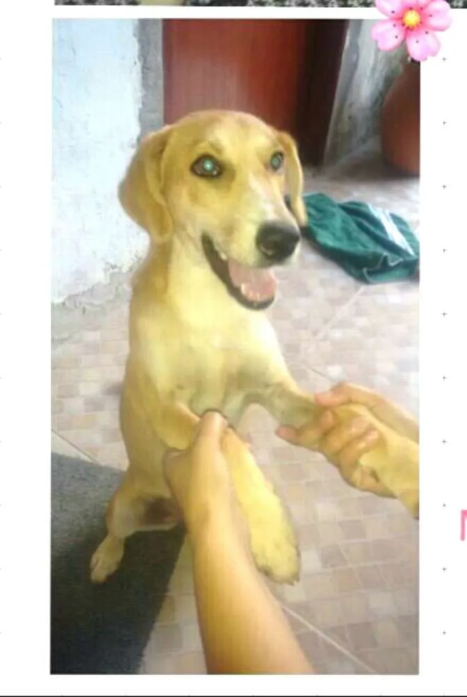Cachorro ra a  idade 7 a 11 meses nome Mel