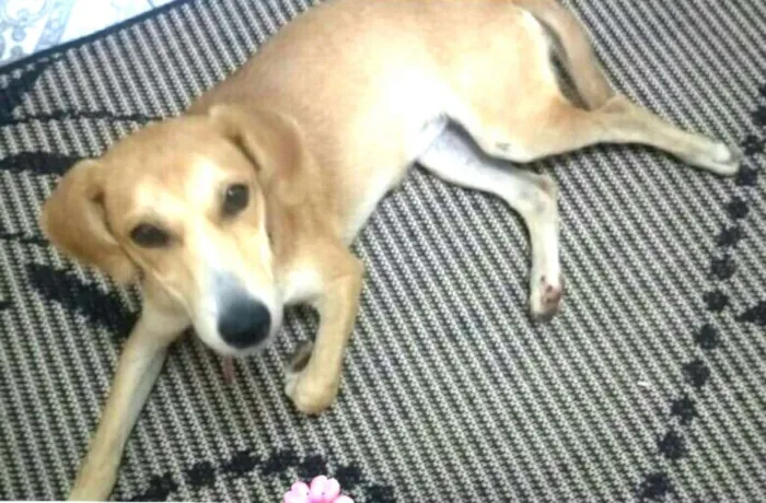 Cachorro ra a  idade 7 a 11 meses nome Mel