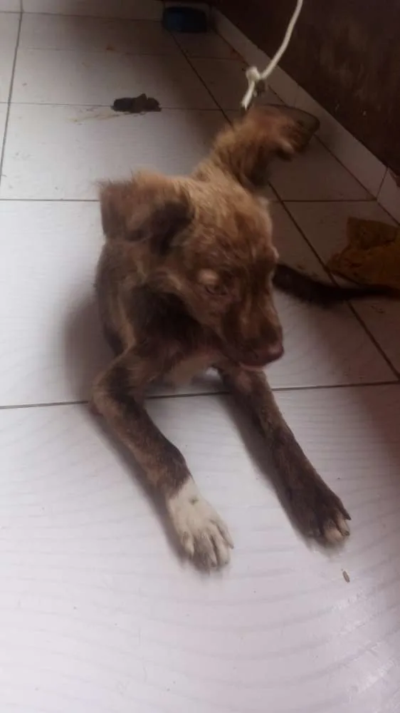 Cachorro ra a Pé duro idade 2 a 6 meses nome Hermione 