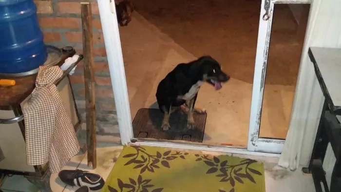 Cachorro ra a Vira-lata idade  nome Sem nome