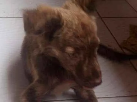Cachorro ra a Pé duro idade 2 a 6 meses nome Hermione 