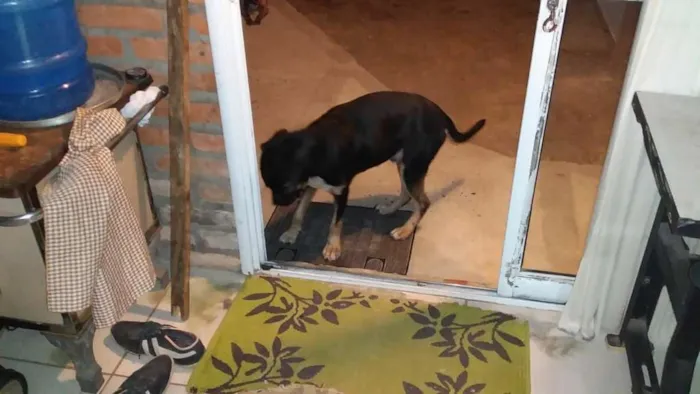 Cachorro ra a Vira-lata idade  nome Sem nome