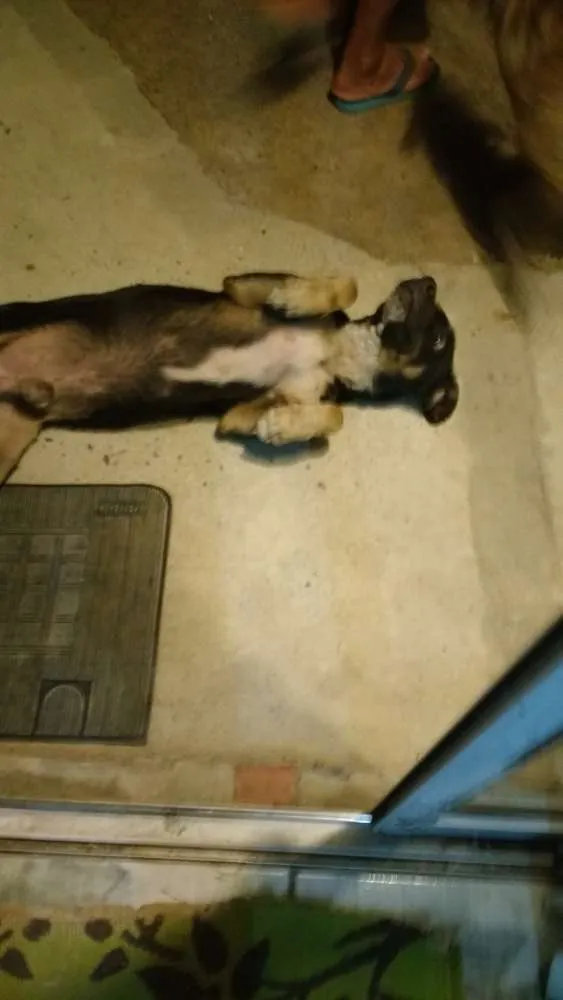 Cachorro ra a Vira-lata idade  nome Sem nome