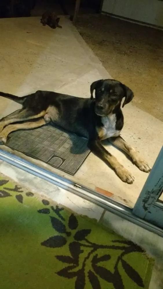 Cachorro ra a Vira-lata idade  nome Sem nome