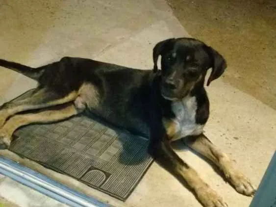 Cachorro ra a Vira-lata idade  nome Sem nome