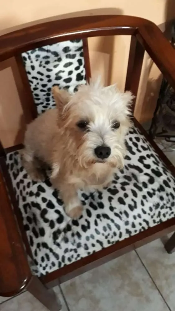 Cachorro ra a Mestiça  idade 2 anos nome Peteka 