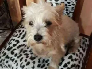 Cachorro raça Mestiça  idade 2 anos nome Peteka 