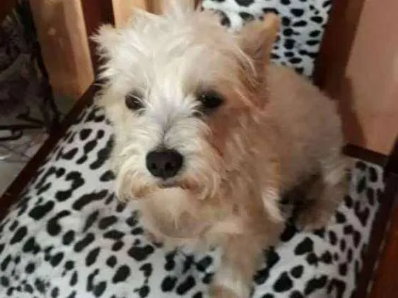 Cachorro ra a Mestiça  idade 2 anos nome Peteka 
