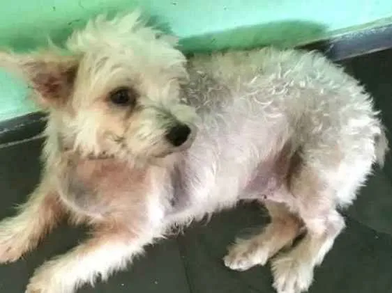 Cachorro ra a Mestiça  idade 2 anos nome Peteka 