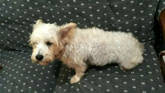 Cachorro ra a Mestiça  idade 2 anos nome Peteka 