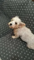 Peteka 