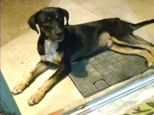 Cachorro raça Vira-lata idade  nome Sem nome