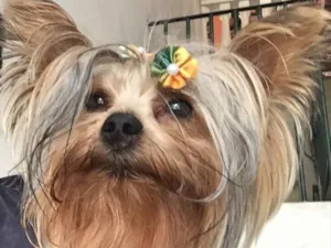 Cachorro raça Yorkshire  idade 2 anos nome Mel