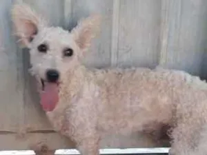 Cachorro raça Poodle idade 1 ano nome Billy