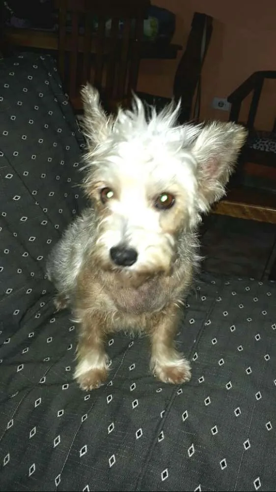 Cachorro ra a Mestiça  idade 2 anos nome Peteka 