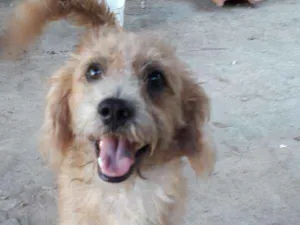 Cachorro raça Poodle idade 1 ano nome Bob