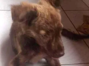 Cachorro raça Pé duro idade 2 a 6 meses nome Hermione 