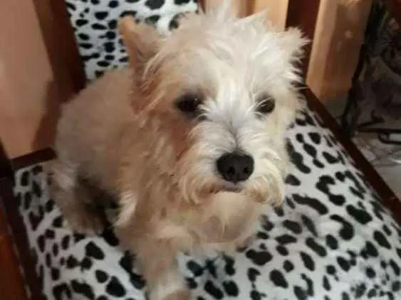 Cachorro ra a Mestiça  idade 2 anos nome Peteka 