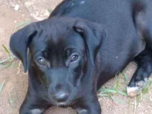 Cachorro raça SRD idade 2 a 6 meses nome a escolher