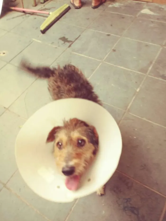 Cachorro ra a Srd idade 3 anos nome Lobinho