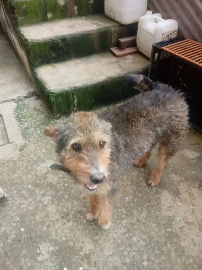 Cachorro ra a Srd idade 3 anos nome Lobinho