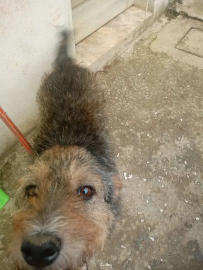 Cachorro ra a Srd idade 3 anos nome Lobinho
