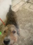 Lobinho