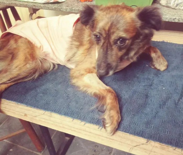 Cachorro ra a Srd idade 3 anos nome Loirinha