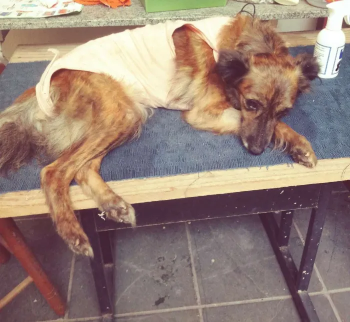 Cachorro ra a Srd idade 3 anos nome Loirinha