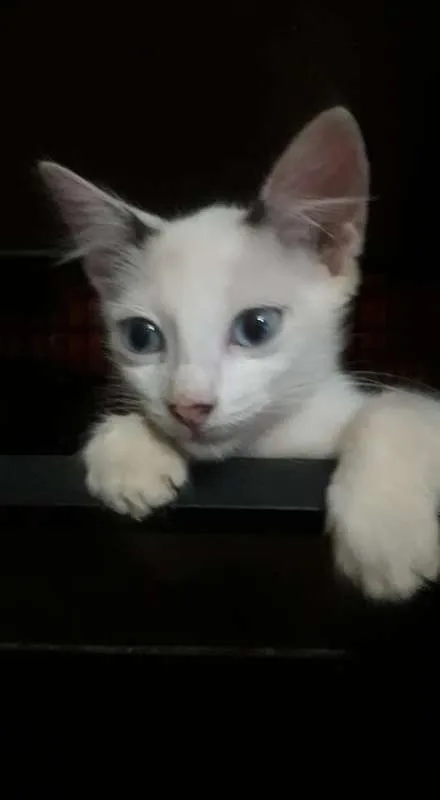 Gato ra a SRD idade 2 a 6 meses nome Melina