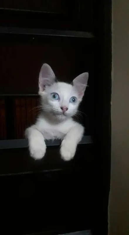Gato ra a SRD idade 2 a 6 meses nome Melina