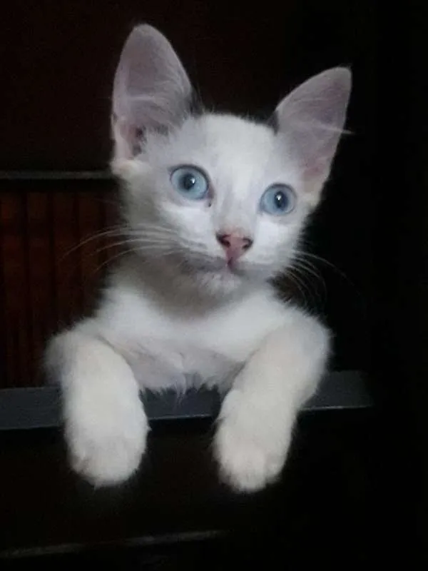 Gato ra a SRD idade 2 a 6 meses nome Melina