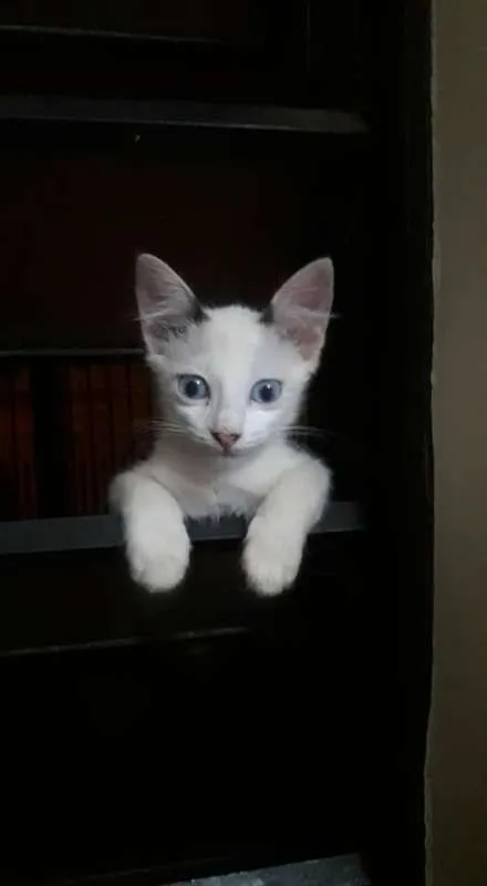 Gato ra a SRD idade 2 a 6 meses nome Melina