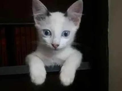 Gato ra a SRD idade 2 a 6 meses nome Melina
