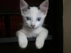 Gato raça SRD idade 2 a 6 meses nome Melina