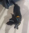 Pretinha