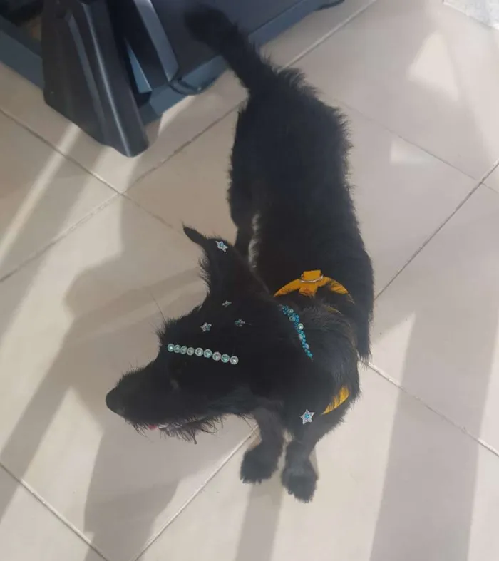 Cachorro ra a Sem Raça Definida idade 2 anos nome Pretinha