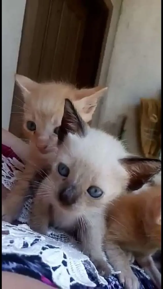 Gato ra a  idade Abaixo de 2 meses nome Sem nomes