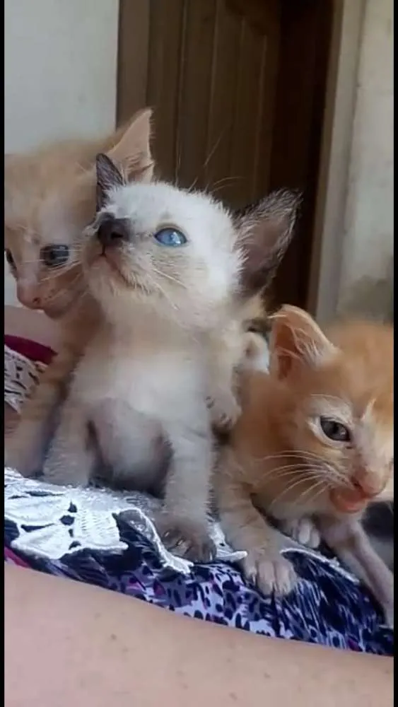 Gato ra a  idade Abaixo de 2 meses nome Sem nomes