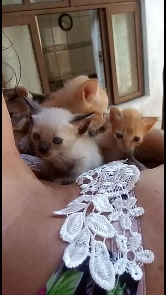 Gato ra a  idade Abaixo de 2 meses nome Sem nomes