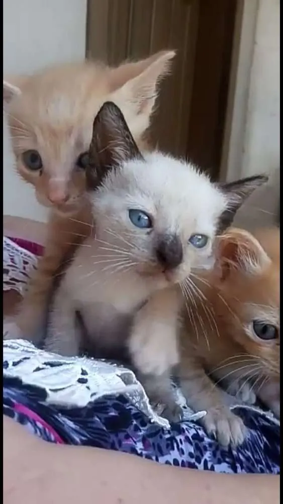 Gato ra a  idade Abaixo de 2 meses nome Sem nomes